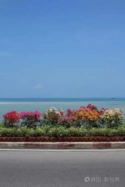 叶子花与蓝色的大海和天空背景