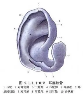 耳廓是以弹性软骨为支架,外覆皮肤,皮下组织,韧带所构成的体表器官.