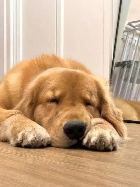 养狗十年忠告,狗狗生病的7个信号,你别不知道!