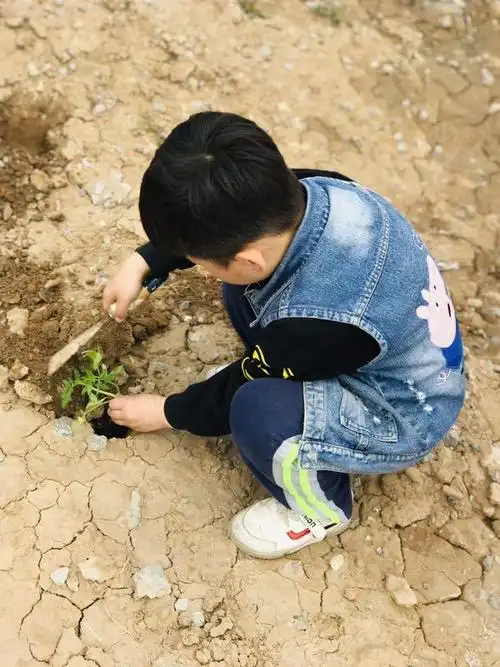 高陵区船张社区幼儿园——大班"清明前后,种瓜点豆"种植活动纪实