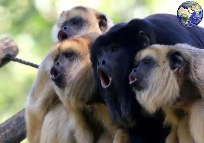 这种猴子的吼叫声比老虎还响亮,方圆一千五百米都能听到