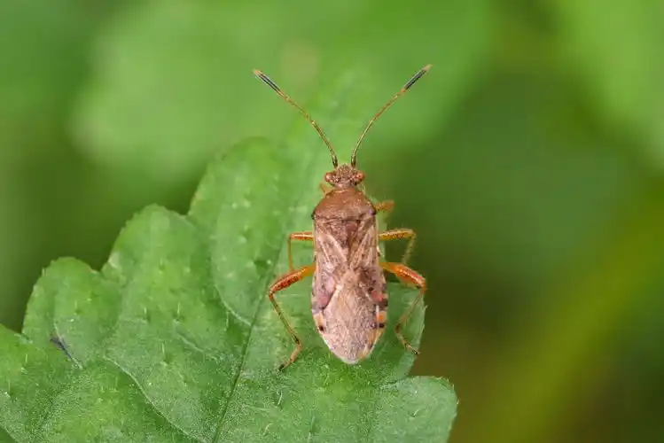 昆虫世界6-蝽科 作者:justin的美篇