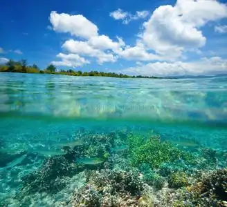 珊瑚礁和泻湖热带海域的珊瑚礁和鱼群照片