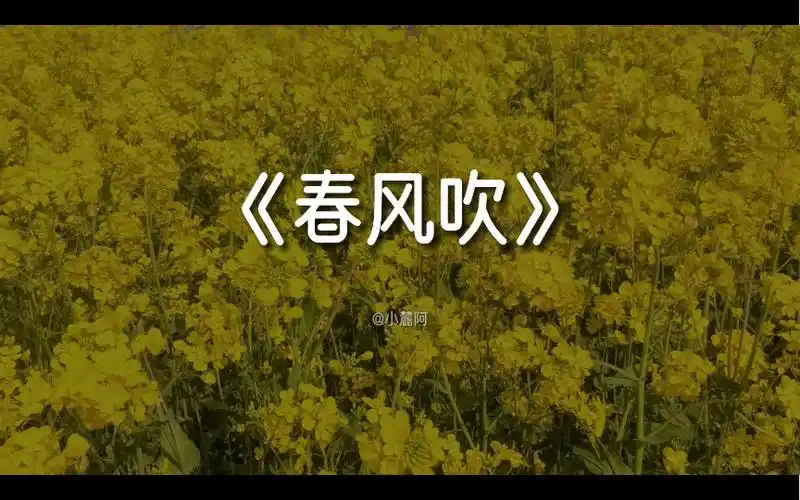 《春风吹》-cover by小麓阿