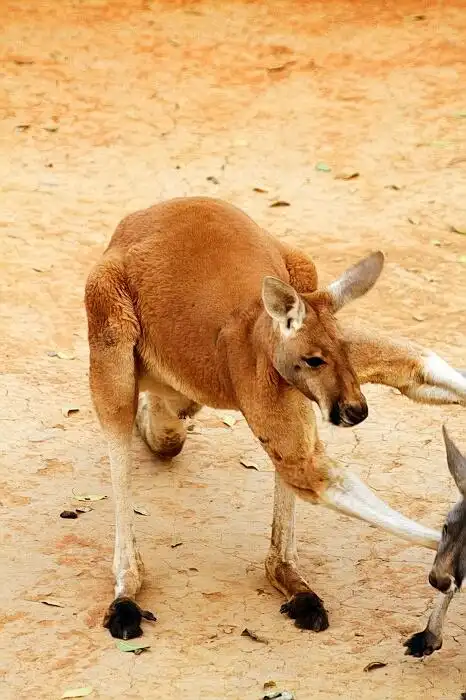 标题:动物园里的袋鼠
