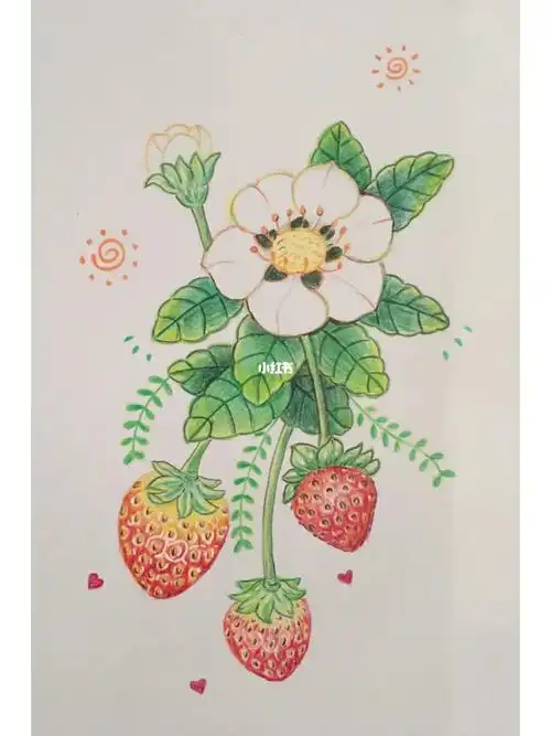 彩铅画初学者草莓