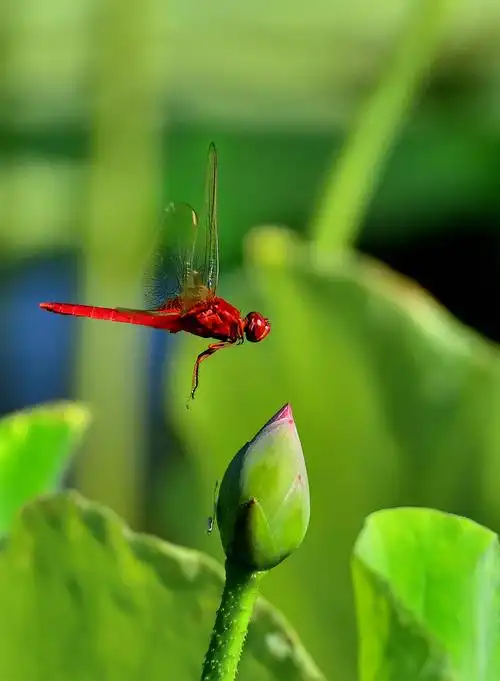 2019年京城夏季之蜻蜓篇