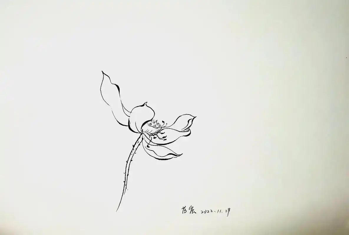 中性笔画荷花