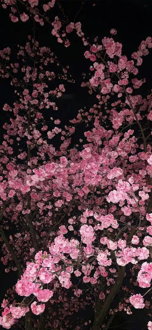 壁纸 | 8k高清手机壁纸 锁屏壁纸