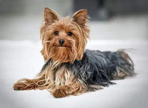 十大人气最高的狗的排行榜!人气最高的狗有哪些?猜猜第一名是谁