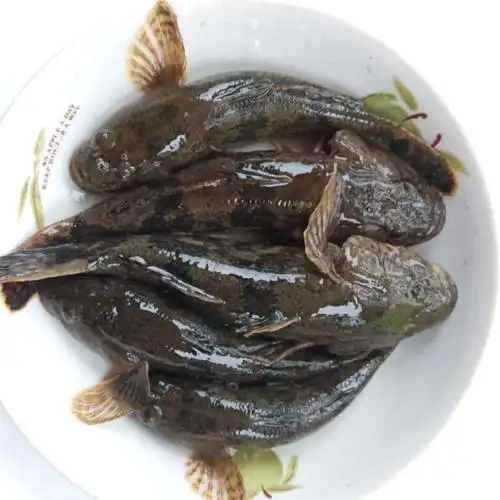 lism正宗沙塘鳢呆子鱼笋壳鱼小河生态塘鳢鱼土步鱼虎头鱼鲜活现杀