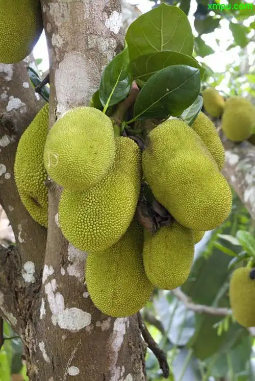 水果名称:菠萝蜜水果别名:苞萝,木菠萝,树菠萝,大树菠萝,蜜冬瓜,牛
