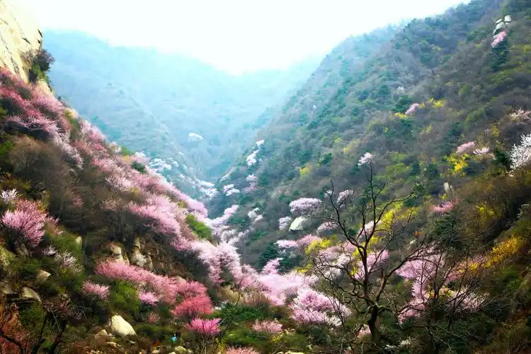 其它 秦岭深处山桃花已盛开 写美篇        知山水乐趣,听鸟语闻花香