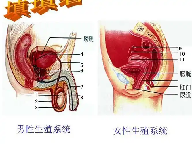 (教学参考课件)新人教版生物七年级下 《人的生殖》练习课件答案ppt