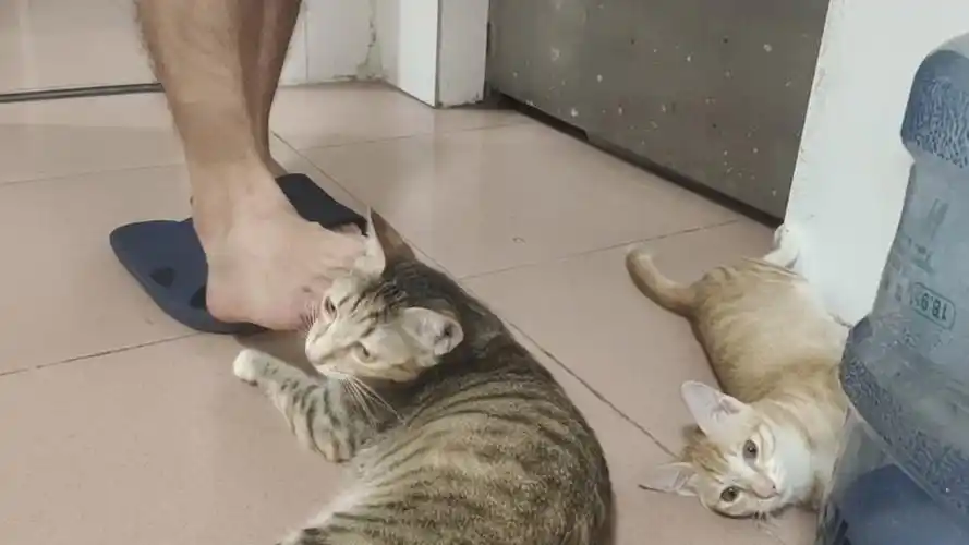 人类的臭脚丫子只要舒服就行臭不臭的不在乎