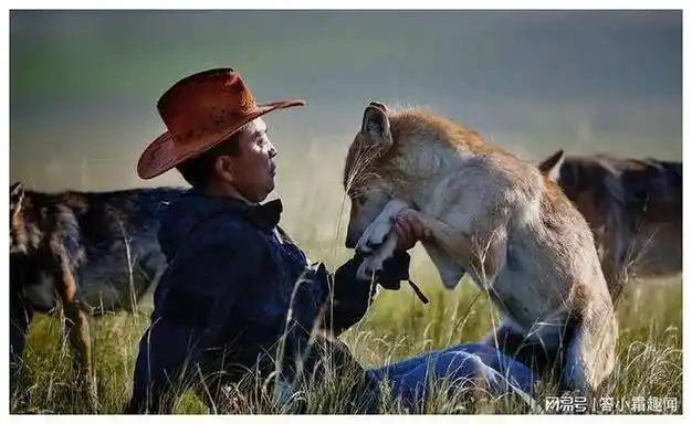 青海残疾母狼带崽觅食,牧民投喂肉骨头,狼赖着不走,甘当牧羊犬_胡先生