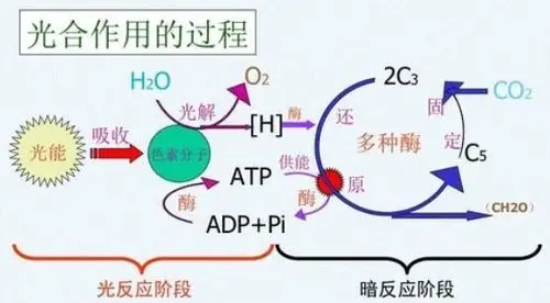 光合作用暗反应阶段会产生有机物吗?