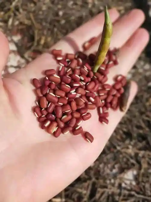 红豆有什么作用与功效怎么用效果最好