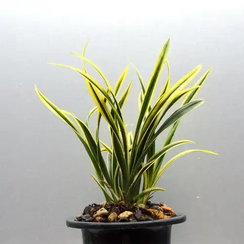 矮种兰花建兰黄色金边飞龙龙叶不带花苞室内时令草本花卉