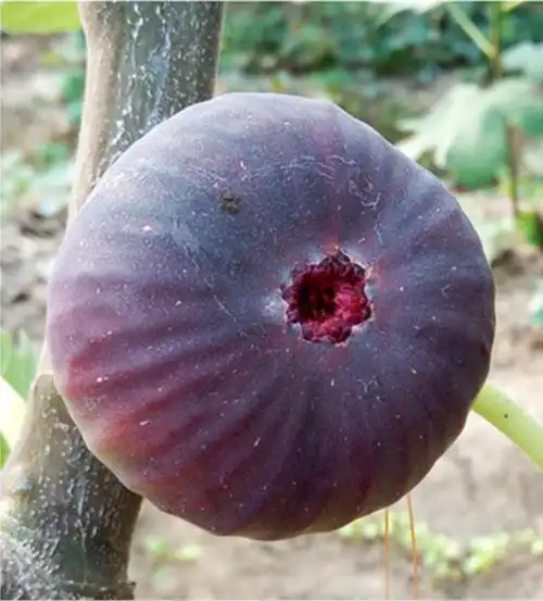 无花果新品种玛斯义陶芬