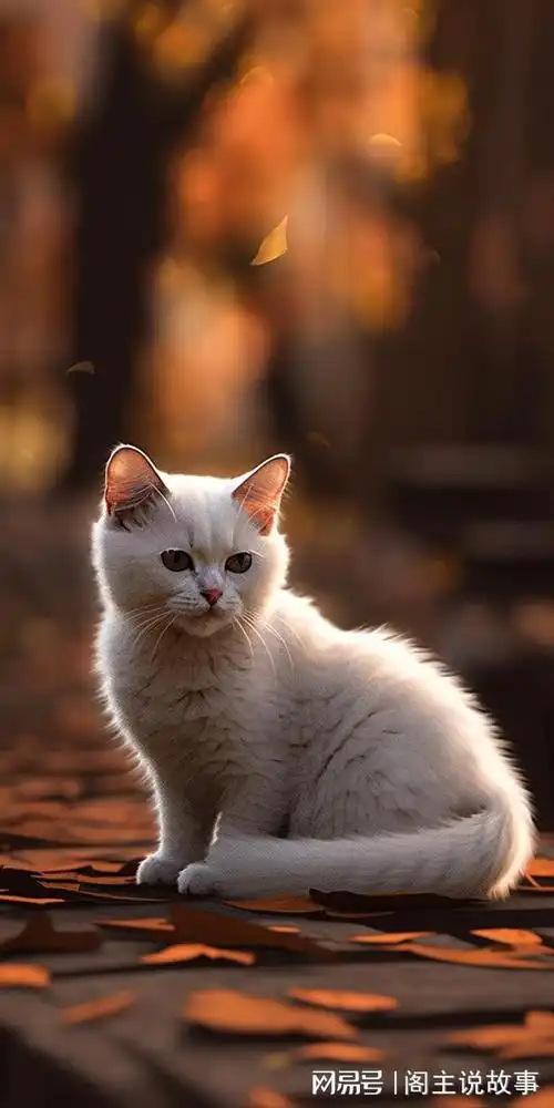 手机壁纸治愈系萌猫壁纸让你的手机瞬间变软萌