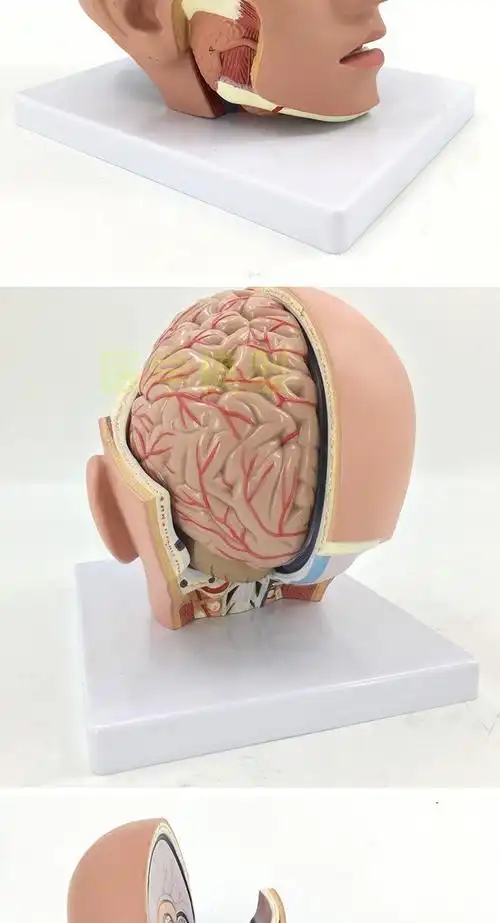 附脑动脉模型眼球口腔咽枕骨颅底解剖模型 人体头部解剖模型【图片