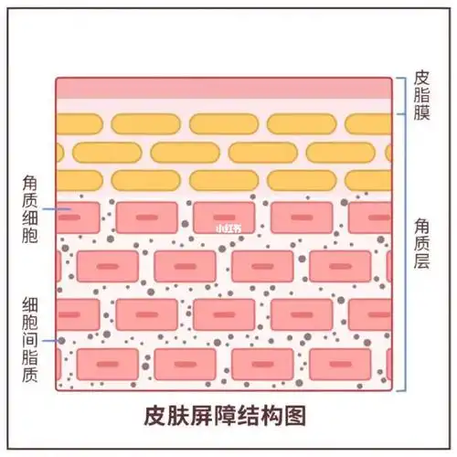 角质层的重要性一