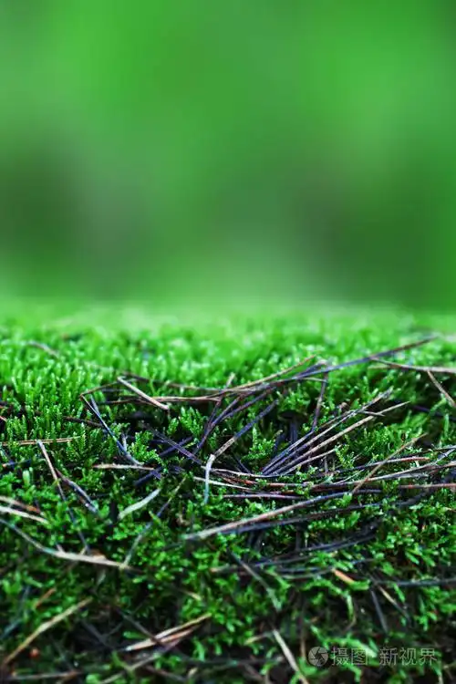 绿色草纹理为背景与森林青苔.夏季背景概念与 copyspac