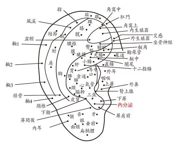 "认为耳不是一个孤立的器官,十二经脉皆通过于耳,它和全身经络及五脏