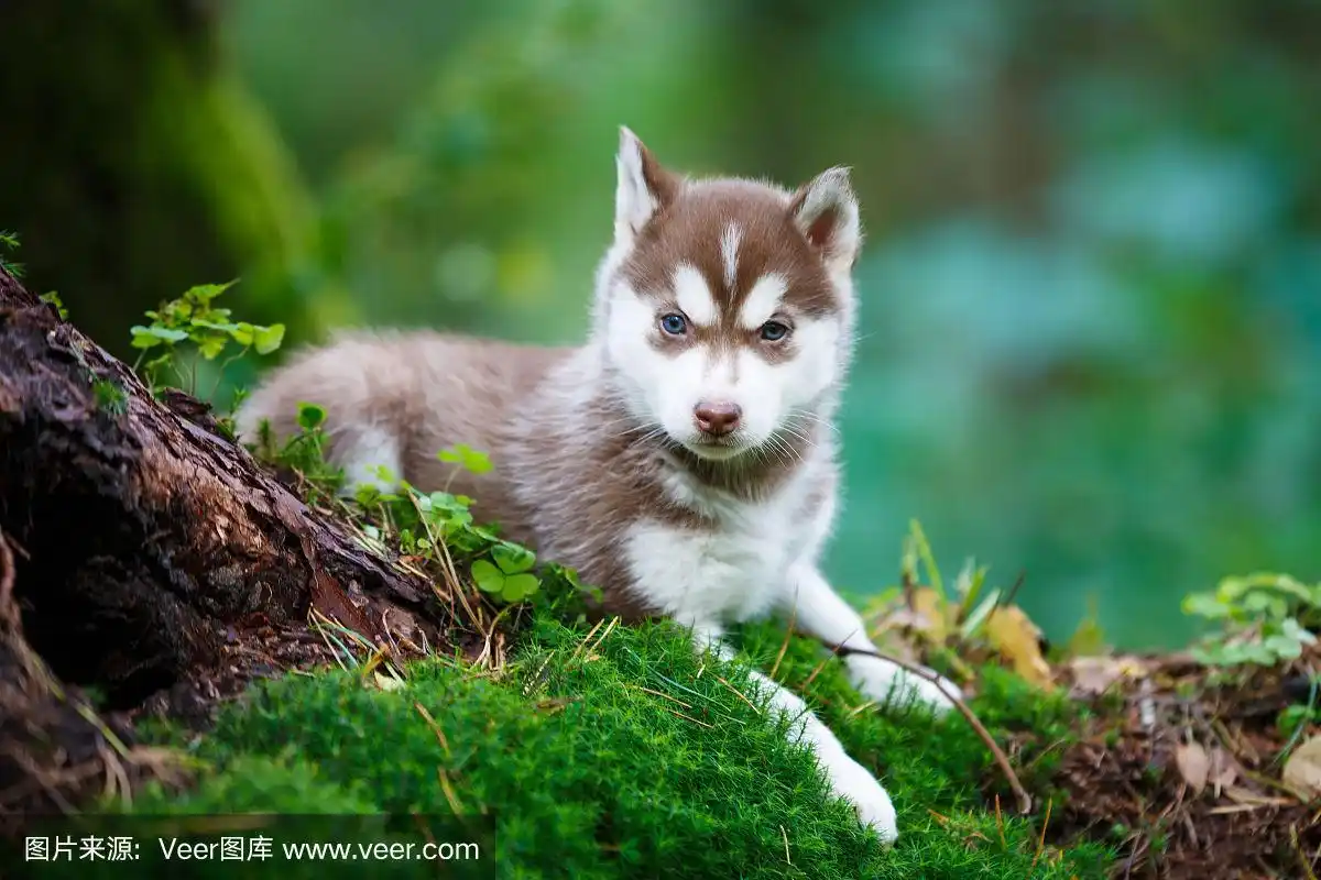 野生森林里的哈士奇小狗