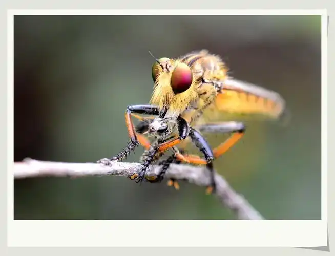 天敌昆虫:食虫虻