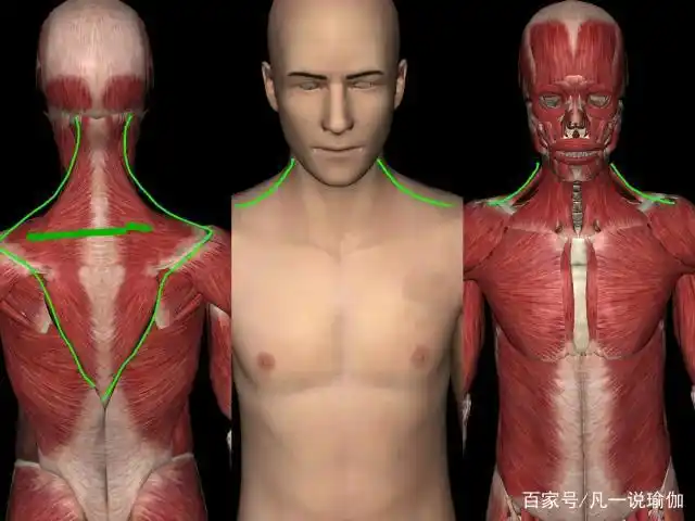 脖子粗到快要没了?你该减斜方肌啦