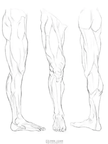 《临摹腿—腿部人体肌肉结构入门训练》by 牛羊啊牛羊