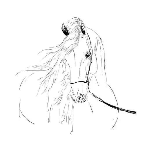 手绘小马从出生到奔腾中华民族大赛马山东临沂10月22日开幕手绘小马从