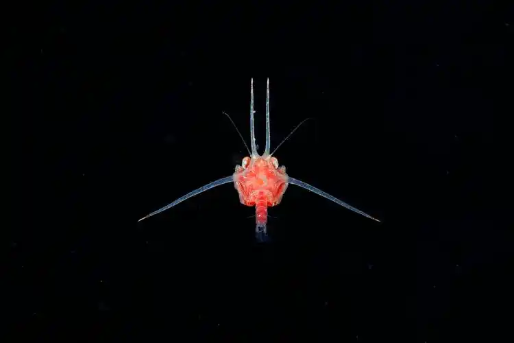 你从未见过的深海生物,在摄影师镜头下竟是如此惊艳!