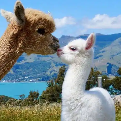 原创呆萌可爱的羊驼为什么冲人吐口水