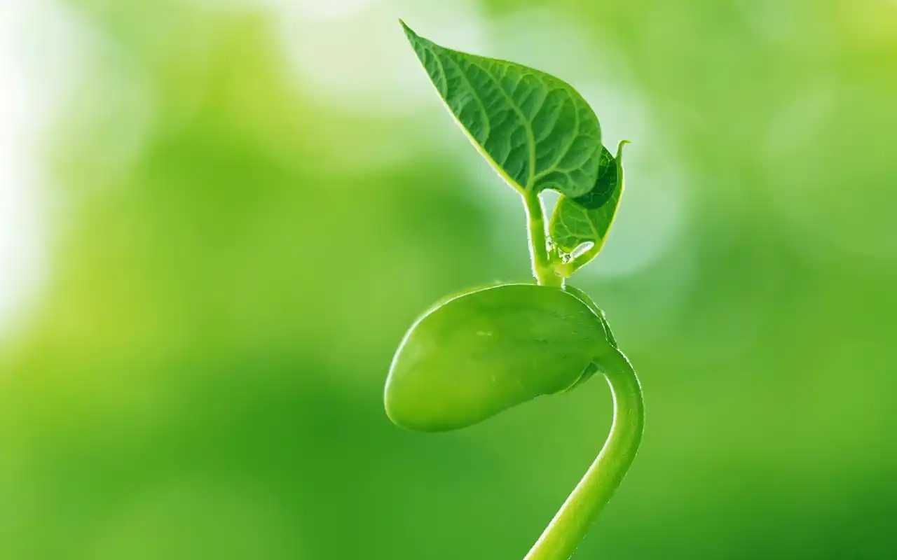 充满生机的绿色嫩芽植物风景桌面壁纸高清大图预览1920x1080_风景壁纸