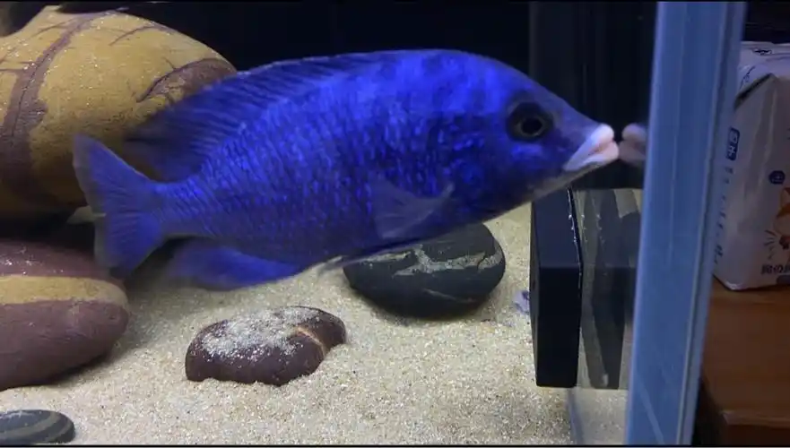 三湖慈鲷孔雀类出坑啦