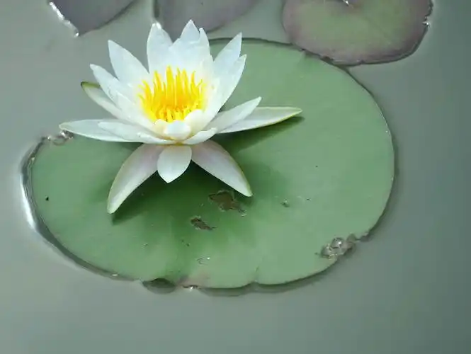 佛教里的莲花,其实还是普通的莲花,只是人们赋予了它特殊的想贤和