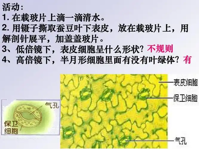 用镊子撕取蚕豆叶下表皮,放在载玻片上,用 解剖针展平,加盖盖玻片.
