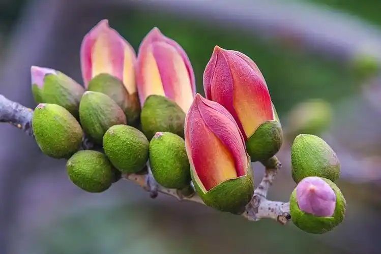 上一页 下一页 作品名称: 《含苞》  作品描述: 一串木棉花苞12个