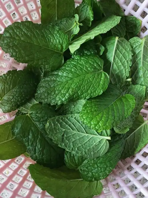 阳台绿植大叶薄荷