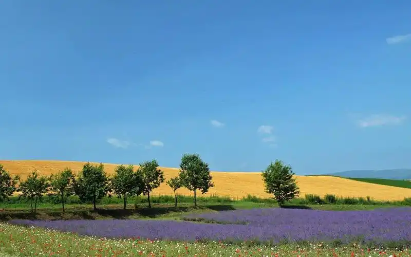 鲜花 薰衣草田园风景下载高清原图 查看清晰大图 扫描到手机 回车桌面