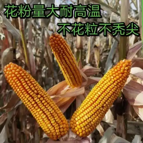 豫禾161双国审高产玉米巨无霸春夏播抗倒耐热谷种1斤挑战亩产2800斤量