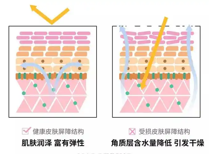 隔空投送 | "伯纳赫"向您共享一份《皮肤屏障大科普》_功能_保护_炎症