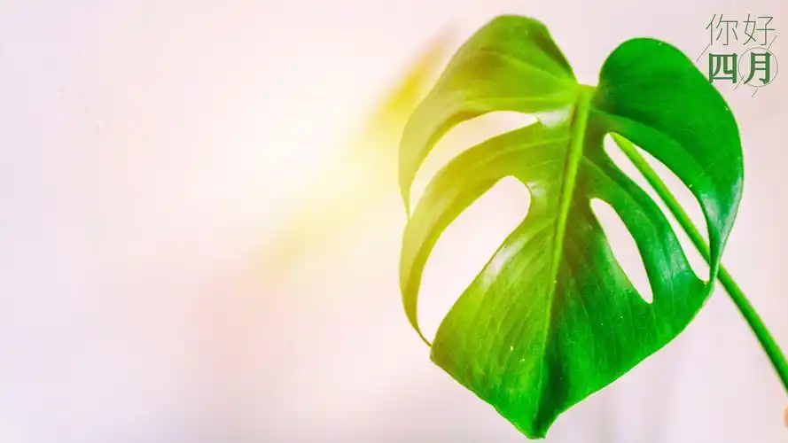 绿色护眼植物高清图片电脑壁纸_植物壁纸_壁纸下载_美桌网