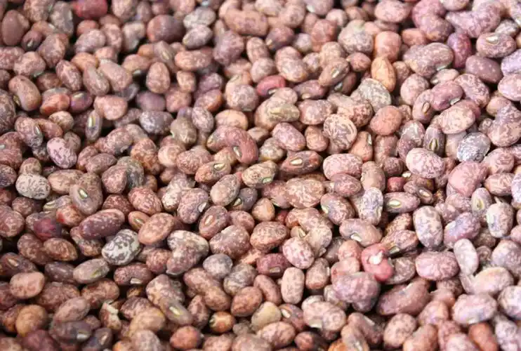 慢性胃炎可以吃饭豆吗饭豆的功效与作用有哪些饭豆的功效:健脾,补肾