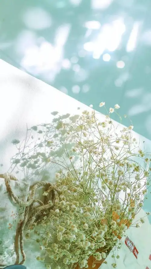 小清新绿色植物盆栽,高清图片,手机锁屏桌面-壁纸族