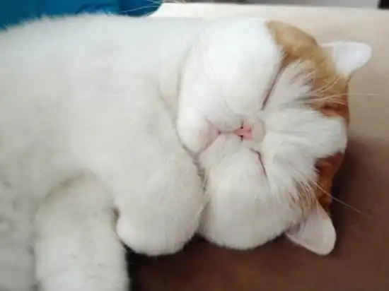 包子脸的史努比猫 丰腴身材呆萌大眼睛【13】