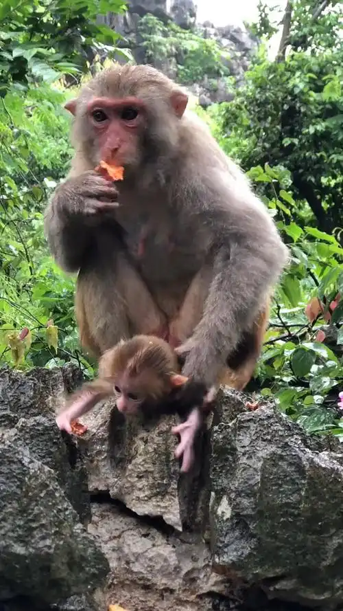 轻知计划#小毛猴儿吃东西.